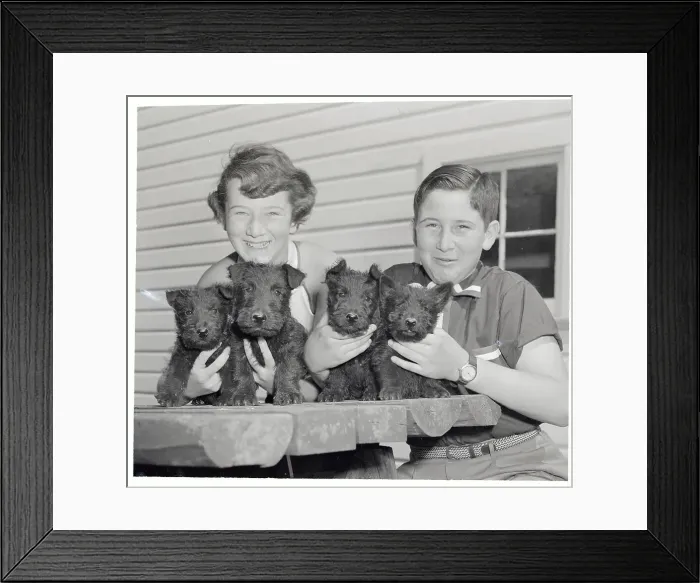 Framed Print : Youngsters Holding Litter of Scottie Pups Framed Print : Youngsters Holding Litter of Scottie Pups