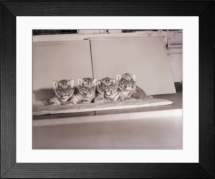 Framed Print : Tiger Cub Quadruplets at Bronx Zoo Framed Print : Tiger Cub Quadruplets at Bronx Zoo