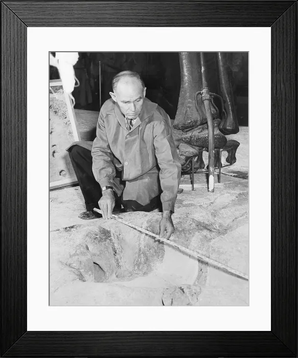 Framed Print : Man Measuring Dinosaur Footprint Framed Print : Man Measuring Dinosaur Footprint