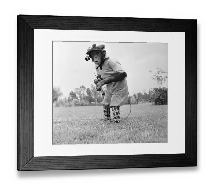 Framed Print : Bonzo the Chimp Playing Golf Framed Print : Bonzo the Chimp Playing Golf