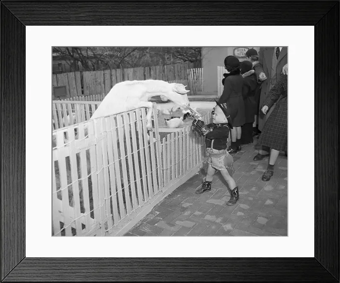 Framed Print : Boy Pointing Gun at Goat Framed Print : Boy Pointing Gun at Goat