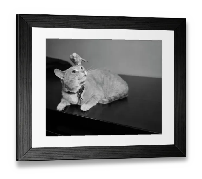 Framed Print : Canary Sitting on House Cat's Head Framed Print : Canary Sitting on House Cat's Head