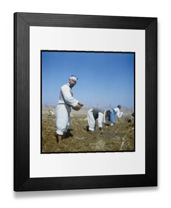 Framed Print : Planting Potatoes and Farming Framed Print : Planting Potatoes and Farming