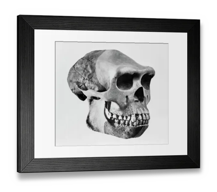 Framed Print : Skull of Pithecanthropus Robustus Framed Print : Skull of Pithecanthropus Robustus