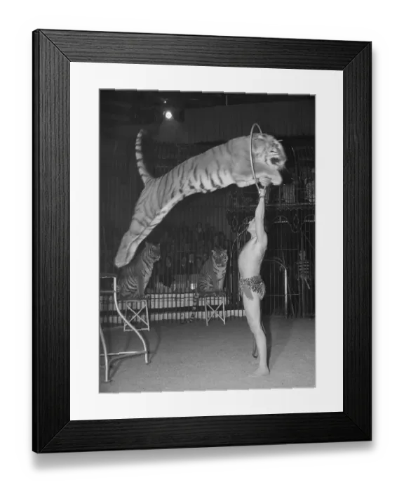 Framed Print : Tiger Jumping Through Hoop Framed Print : Tiger Jumping Through Hoop