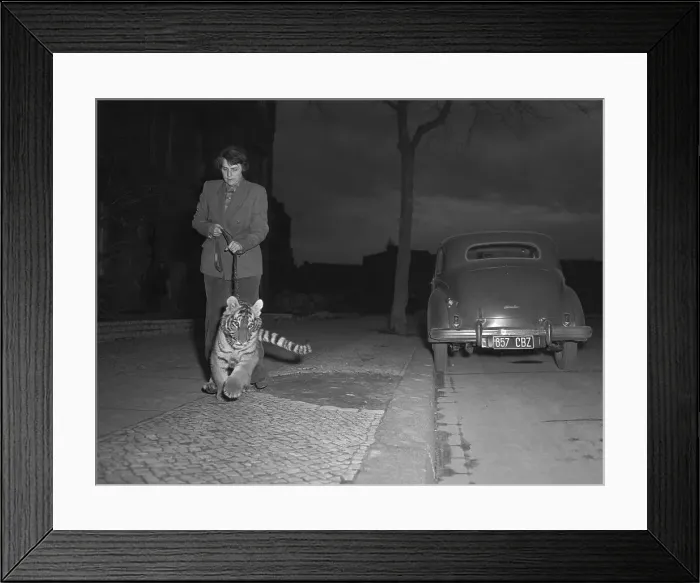Framed Print : Countess Maria Von Maltzan Walking Her Tiger