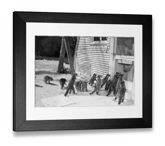 Framed Print : Man Feeding Group of Raccoons Framed Print : Man Feeding Group of Raccoons