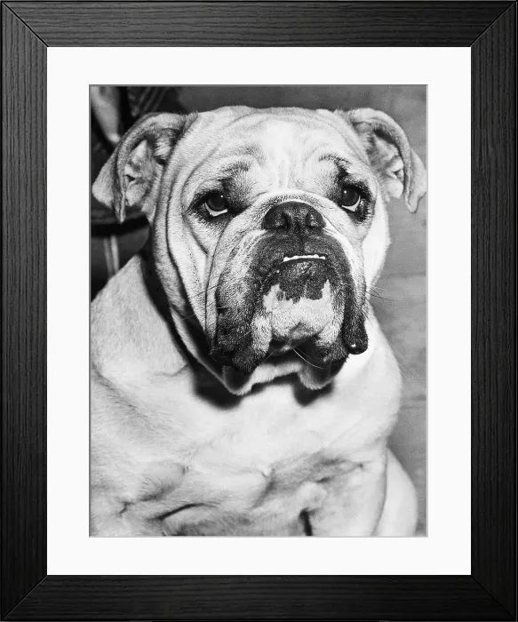 Framed Print : Bulldog Head And Shoulders Framed Print : Bulldog Head And Shoulders