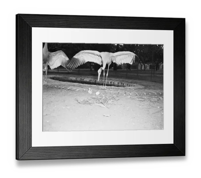 Framed Print : Crane Stretching Wings Above Baby Crane Framed Print : Crane Stretching Wings Above Baby Crane