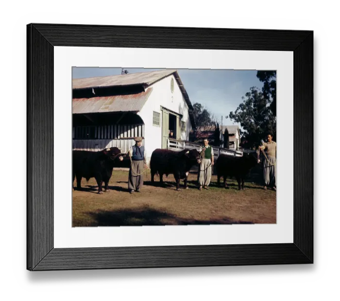 Framed Print : Men Holding Cattle by Ropes Framed Print : Men Holding Cattle by Ropes