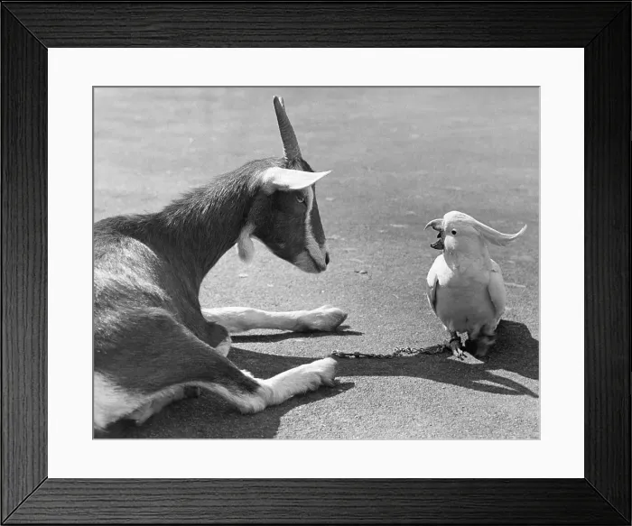 Framed Print : Cockatoo Talking to Seated Goat Framed Print : Cockatoo Talking to Seated Goat