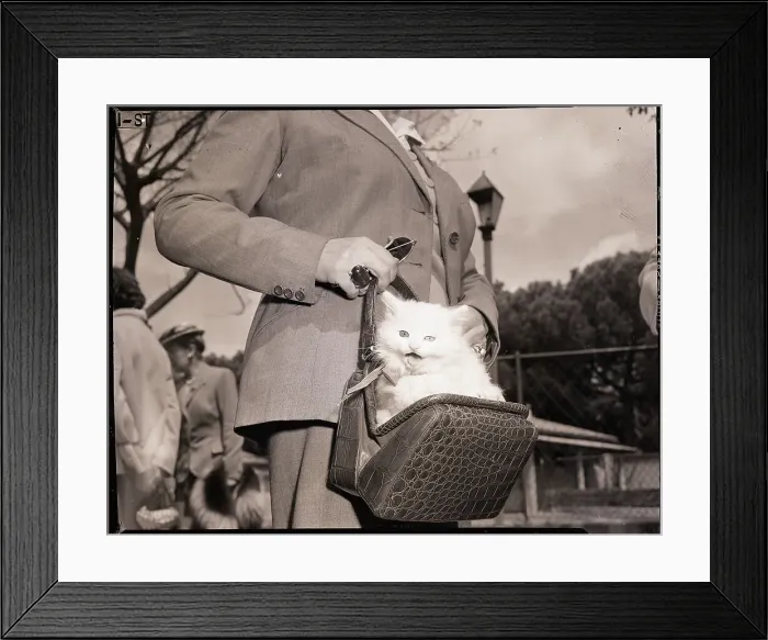 Framed Print : Woman Carrying Angora Kitten in Purse Framed Print : Woman Carrying Angora Kitten in Purse