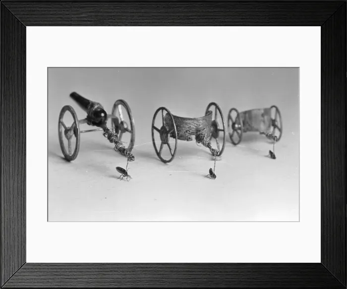 Framed Print : Flea Pulling Miniature Chariot Framed Print : Flea Pulling Miniature Chariot