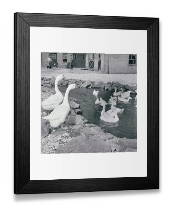 Framed Print : Opening Day of Children's Zoo, Bronx Park Framed Print : Opening Day of Children's Zoo, Bronx Park