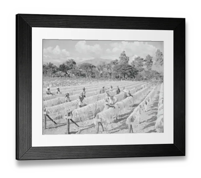Framed Print : Sisal Drying in Haiti Framed Print : Sisal Drying in Haiti