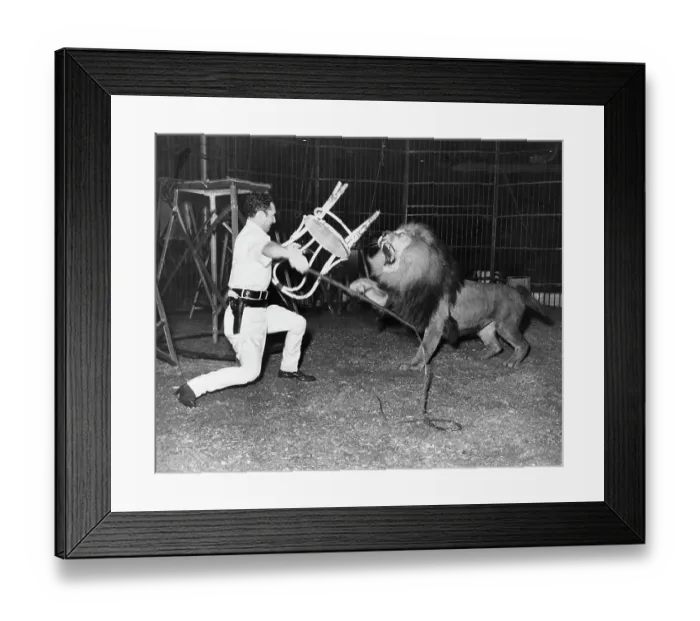 Framed Print : Animal Trainer with Lion Framed Print : Animal Trainer with Lion