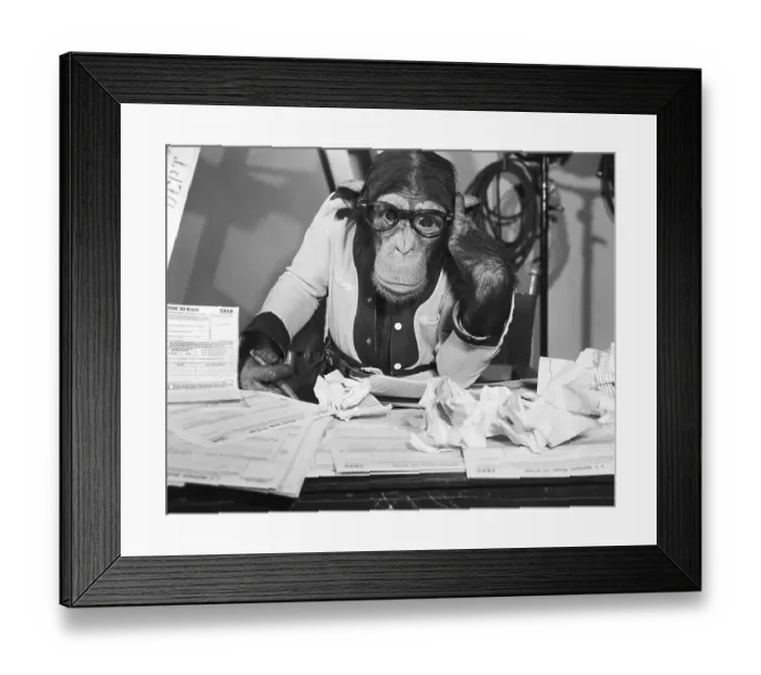 Framed Print : Bonzo the Chimp Framed Print : Bonzo the Chimp
