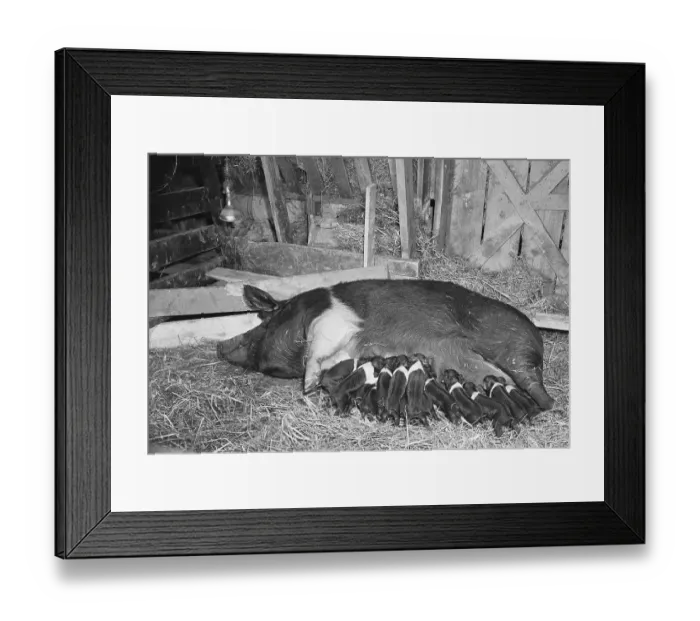 Framed Print : Mother Pig Suckling Piglets in Barn Framed Print : Mother Pig Suckling Piglets in Barn