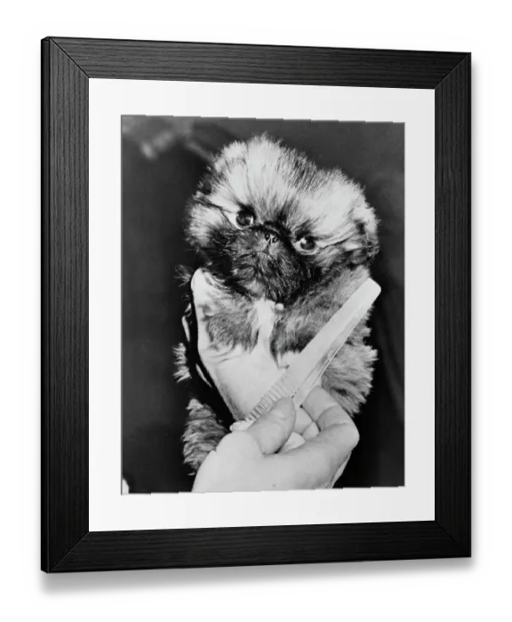 Framed Print : Taking a Peke Framed Print : Taking a Peke