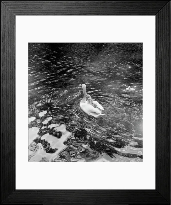 Framed Print : Baby Swans Ride on Mother's Back Framed Print : Baby Swans Ride on Mother's Back