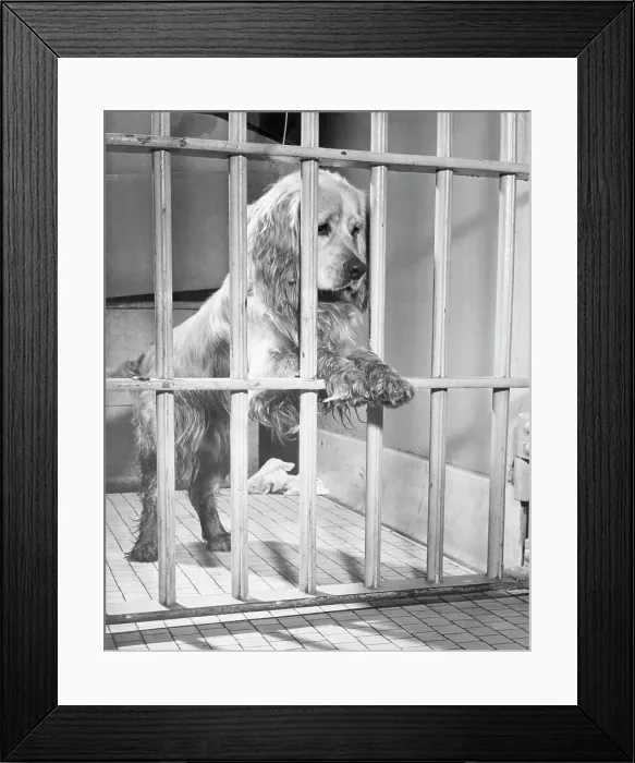 Framed Print : Cocker Spaniel in Jail Framed Print : Cocker Spaniel in Jail