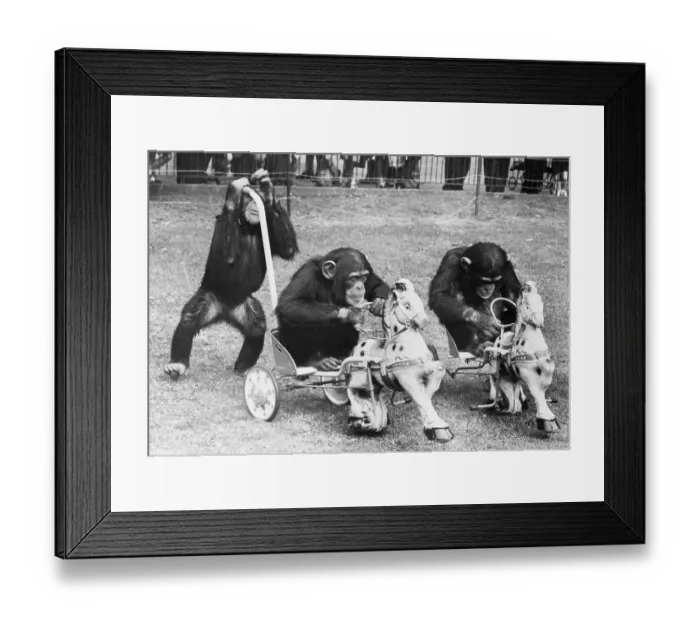 Framed Print : Chimps Play in Toy Sulkies Framed Print : Chimps Play in Toy Sulkies