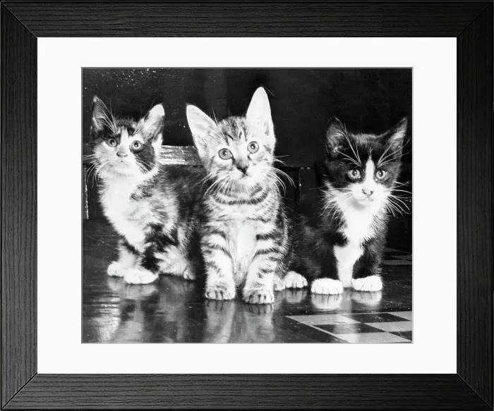 Framed Print : Three Kittens Sitting Framed Print : Three Kittens Sitting