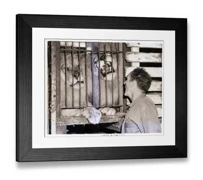 Framed Print : Man Shouting at Roaring Lions Framed Print : Man Shouting at Roaring Lions