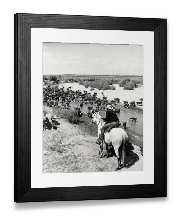 Framed Print : Herd of Cattle Stopping for Drink Framed Print : Herd of Cattle Stopping for Drink