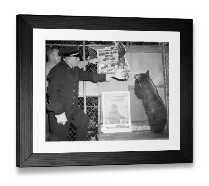 Framed Print : Fireman Gives Smokey the Bear a Helmet