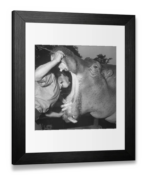 Framed Print : Zookeeper Examines Hippo's Mouth Framed Print : Zookeeper Examines Hippo's Mouth