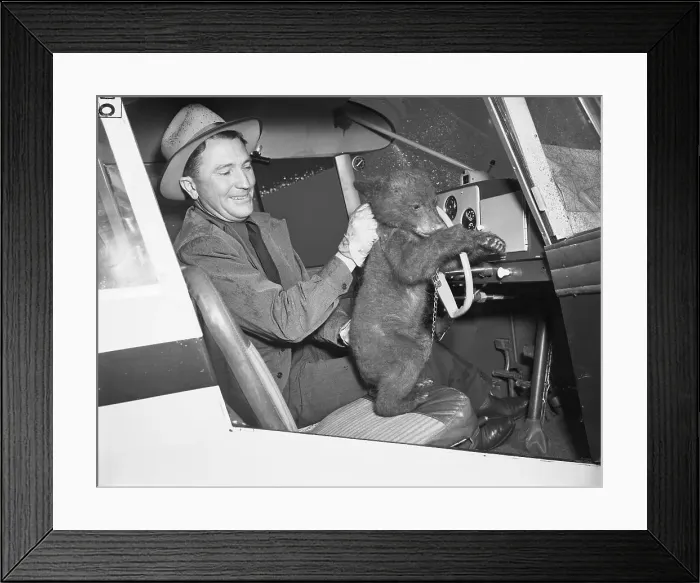 Framed Print : Man with Bear Cub in Cockpit Framed Print : Man with Bear Cub in Cockpit