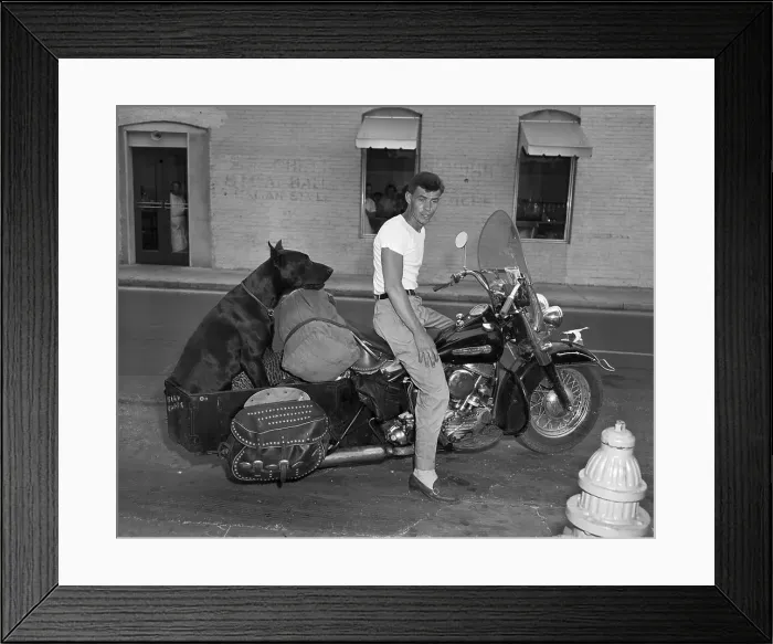Framed Print : Man Riding Motorcycle With A Great Dane Framed Print : Man Riding Motorcycle With A Great Dane