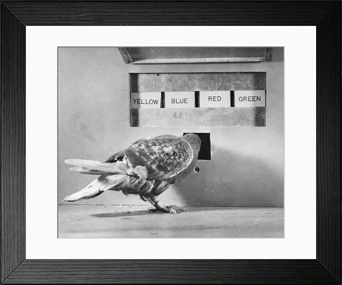 Framed Print : A Pigeon Involved in a Psychological Experiment Framed Print : A Pigeon Involved in a Psychological Experiment
