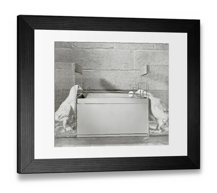 Framed Print : Pigeons Playing Ball Game