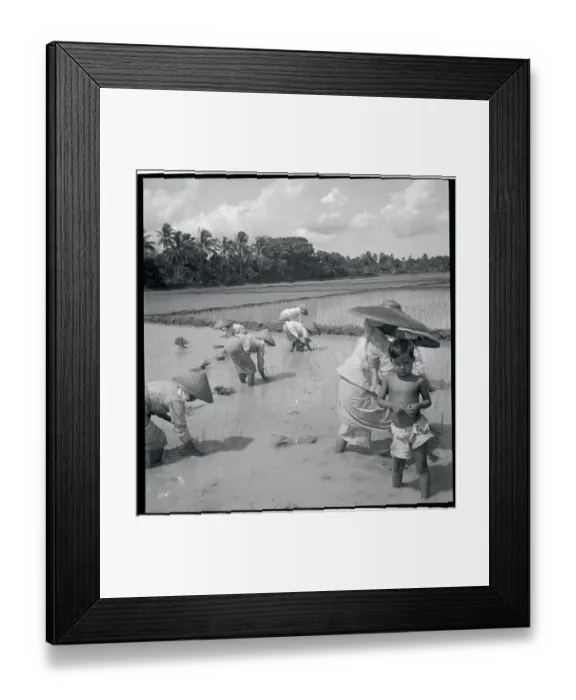 Framed Print : Workers in Rice Paddy Framed Print : Workers in Rice Paddy