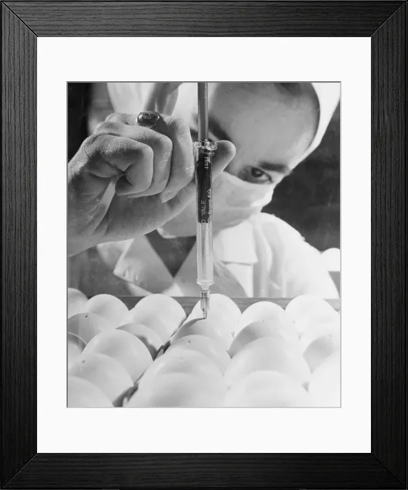 Framed Print : Laboratory Worker Inoculating Embryos Framed Print : Laboratory Worker Inoculating Embryos