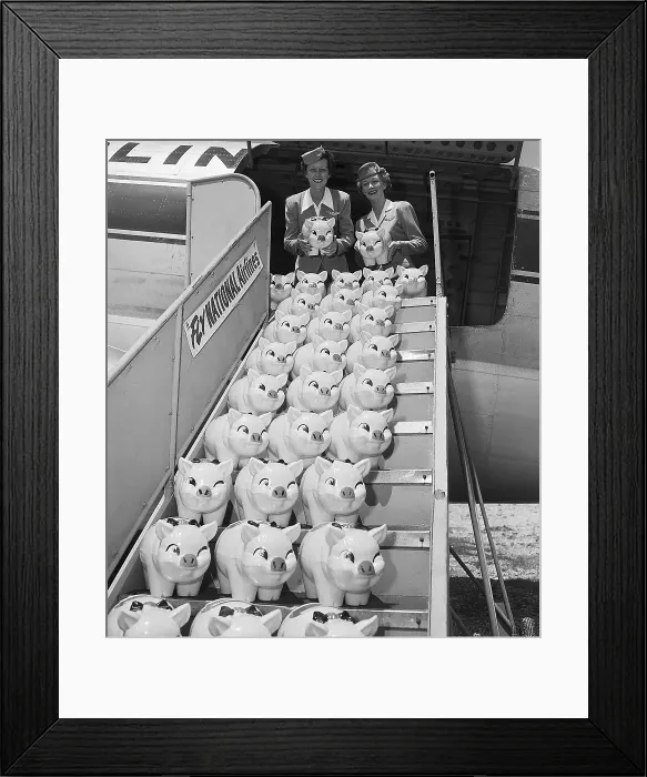 Framed Print : Flight Attendants Herd Piggy Banks Framed Print : Flight Attendants Herd Piggy Banks