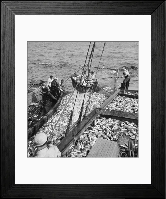Framed Print : Men Scooping Fish Into Net Framed Print : Men Scooping Fish Into Net