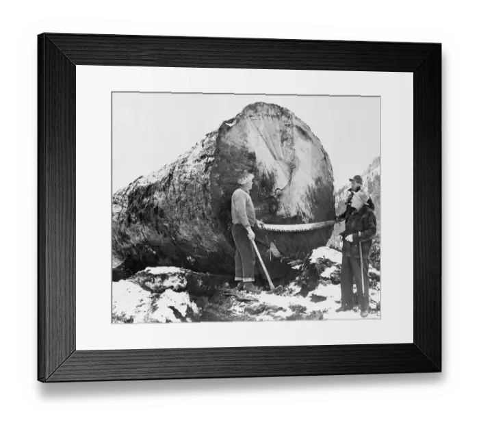 Framed Print : Men Cut Down Giant Douglas Fir Tree Framed Print : Men Cut Down Giant Douglas Fir Tree