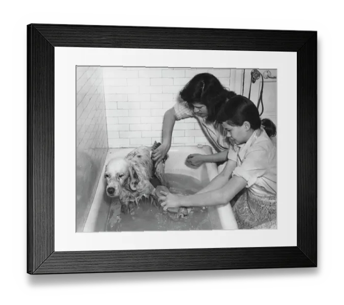 Framed Print : Dog Bath. Two girls give a bath to a dog, circa 1950 Framed Print : Dog Bath. Two girls give a bath to a dog, circa 1950