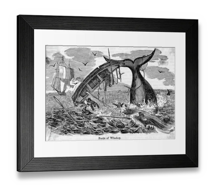 Framed Print : The Perils Of Whaling Boat Overturned