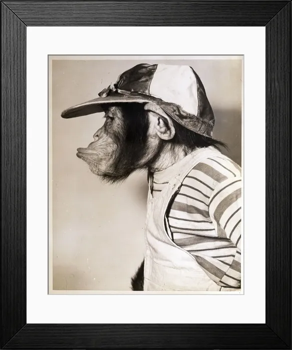 Framed Print : Monkey Pursing Lips and Wearing Jockey Hat Framed Print : Monkey Pursing Lips and Wearing Jockey Hat
