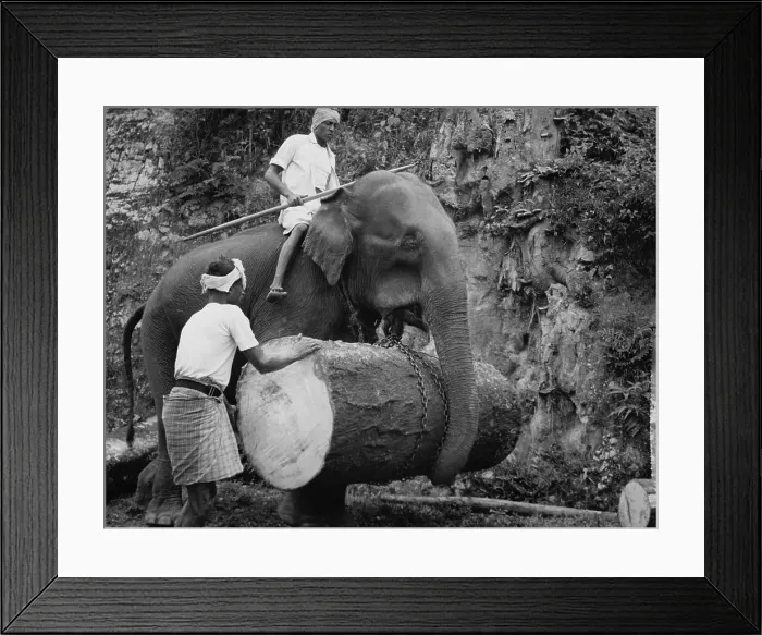 Framed Print : Men Using Elephant to Transport a Log