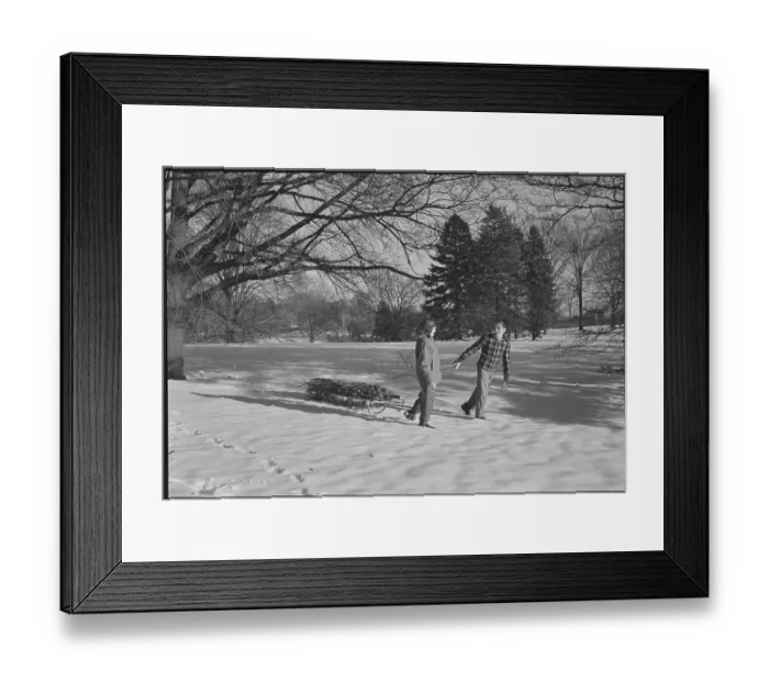 Framed Print : Bringing in Christmas Tree Framed Print : Bringing in Christmas Tree