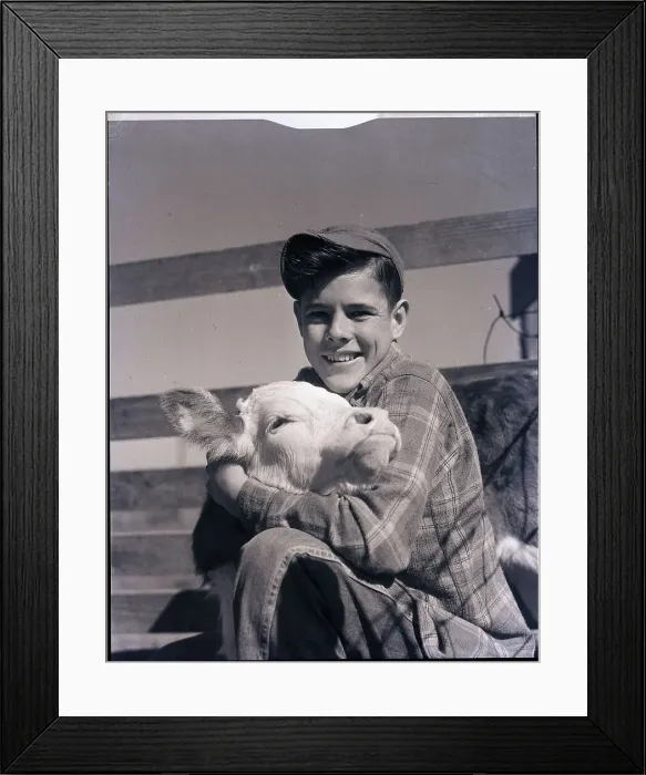 Framed Print : Boy Holding Calf Framed Print : Boy Holding Calf