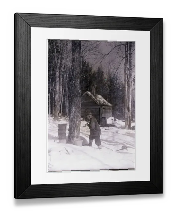 Framed Print : Man Tapping Maple Tree for Sap Framed Print : Man Tapping Maple Tree for Sap