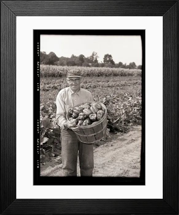 Framed Print : Farmer Harvesting Green Peppers Framed Print : Farmer Harvesting Green Peppers