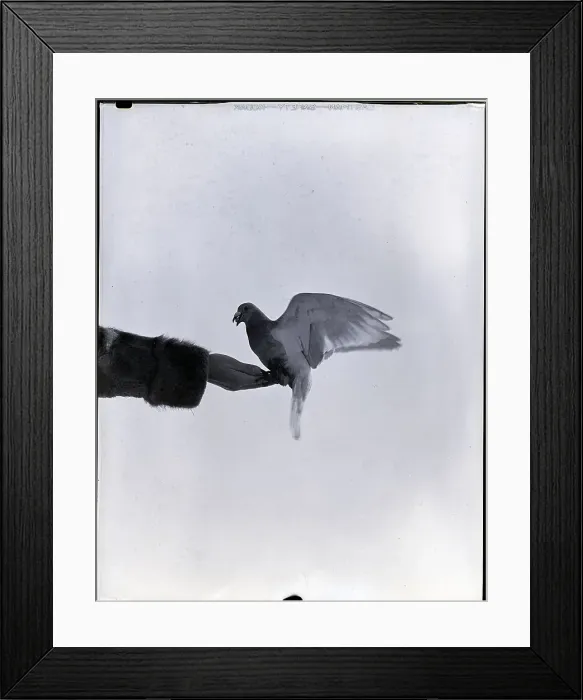 Framed Print : Pigeon On Hand Framed Print : Pigeon On Hand