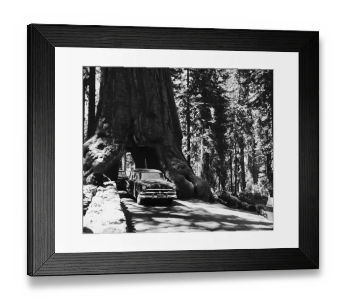 Framed Print : Cars Driving Through Giant Sequoia Framed Print : Cars Driving Through Giant Sequoia